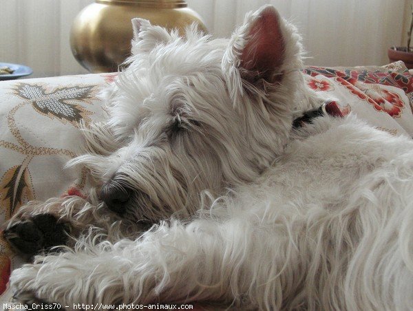 Photo de West highland white terrier