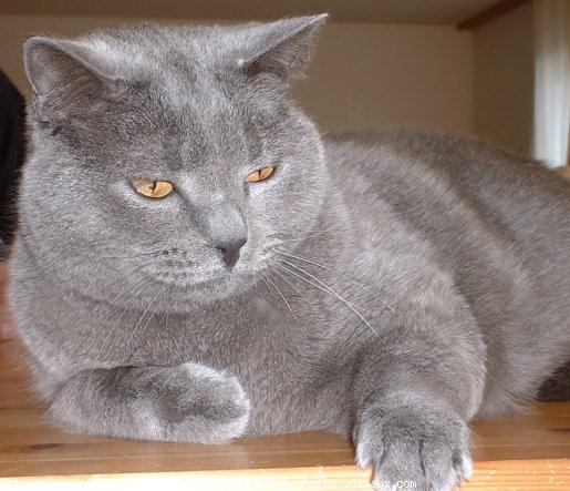 Photo de Chartreux