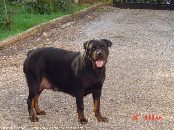 Photo de Rottweiler