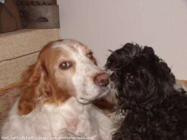 Photo de Races diffrentes