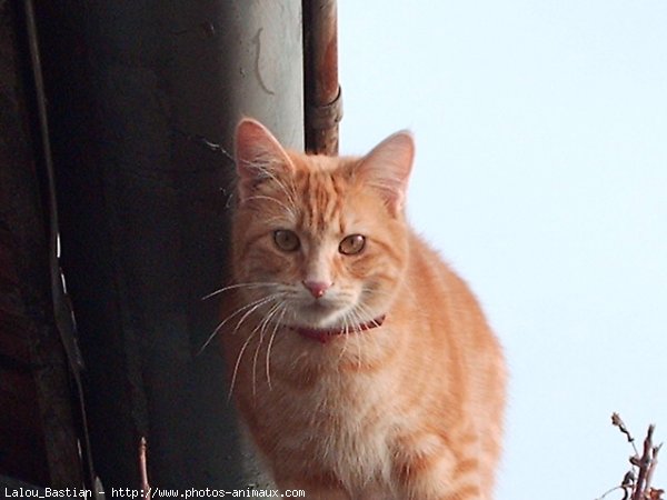 Photo de Chat domestique