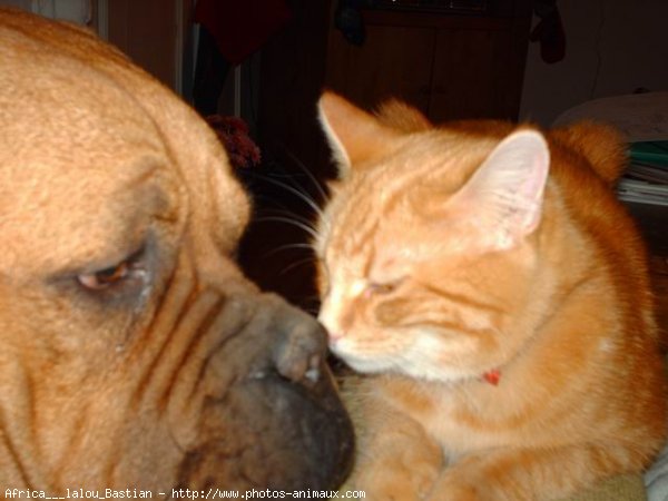 Photo de Dogue de bordeaux