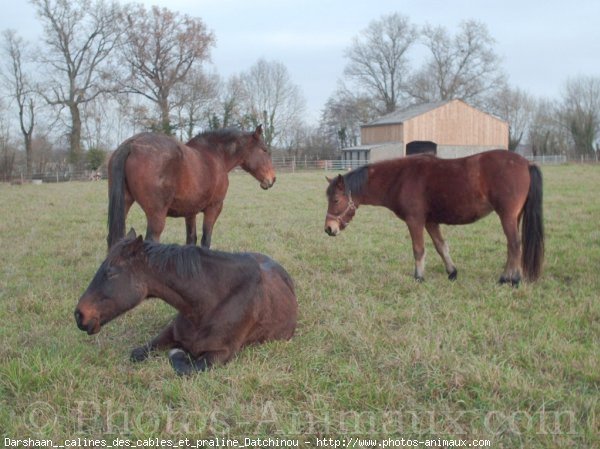 Photo de Races diffrentes