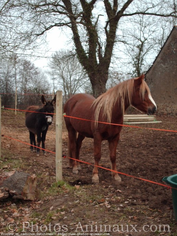 Photo de Races diffrentes