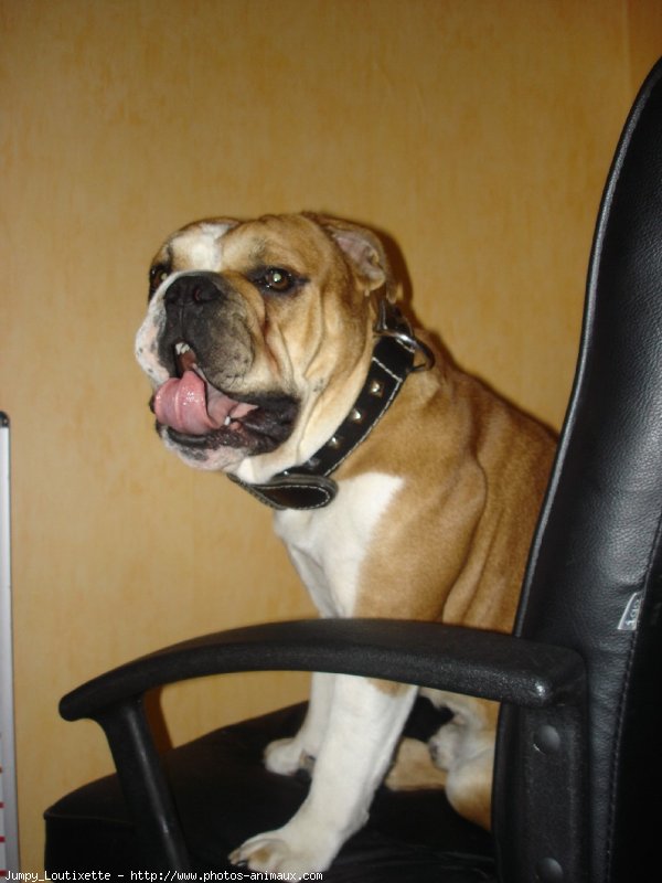 Photo de Bulldog