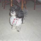 Photo de Shih tzu