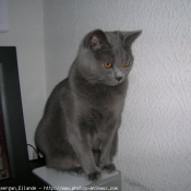 Photo de Chartreux