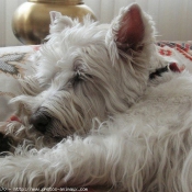 Photo de West highland white terrier