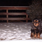 Photo de Cavalier king charles spaniel