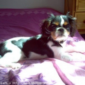 Photo de Cavalier king charles spaniel