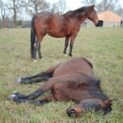 Photo de Races diffrentes