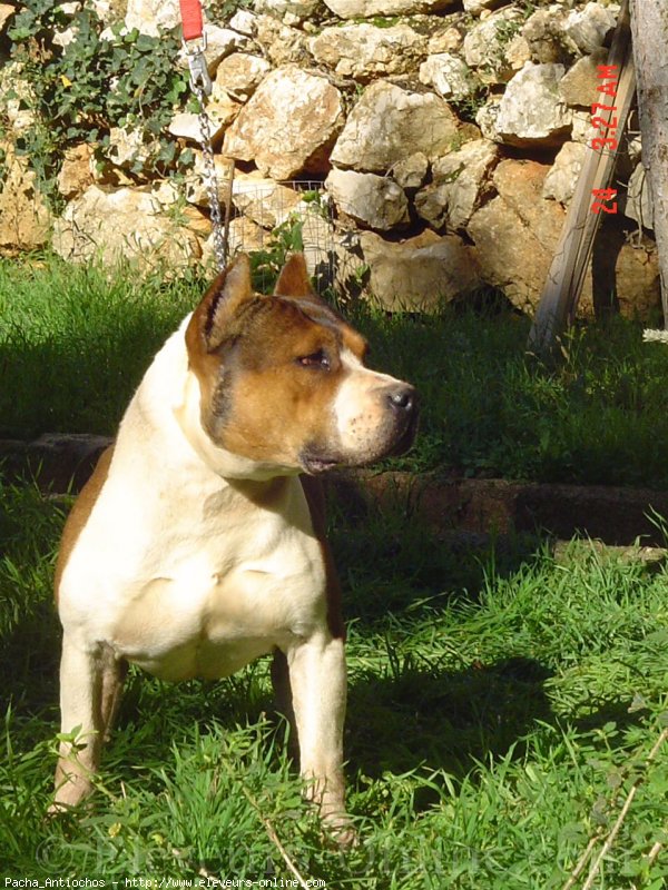 Photo d'American staffordshire terrier