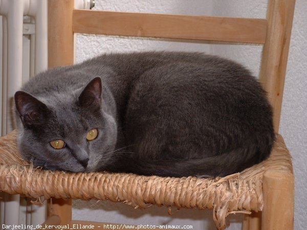 Photo de Chartreux