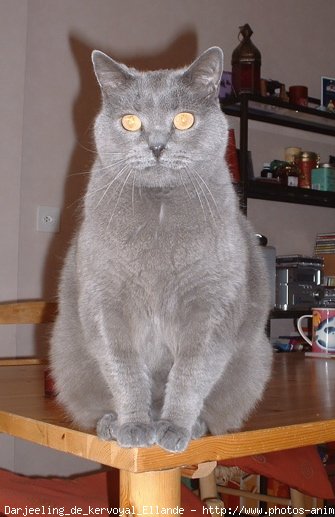 Photo de Chartreux