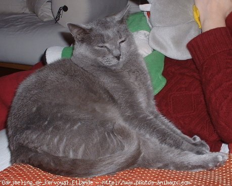 Photo de Chartreux