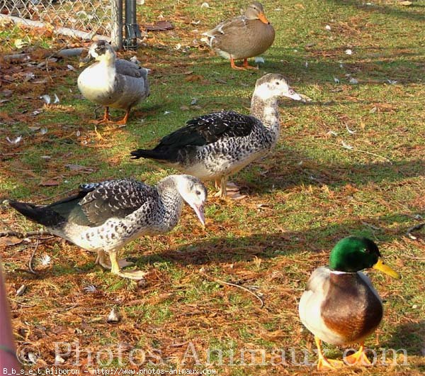 Photo de Canard