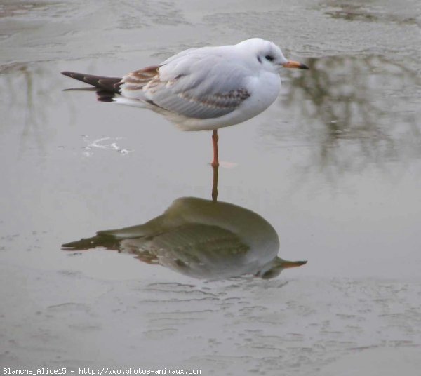 Photo de Mouette