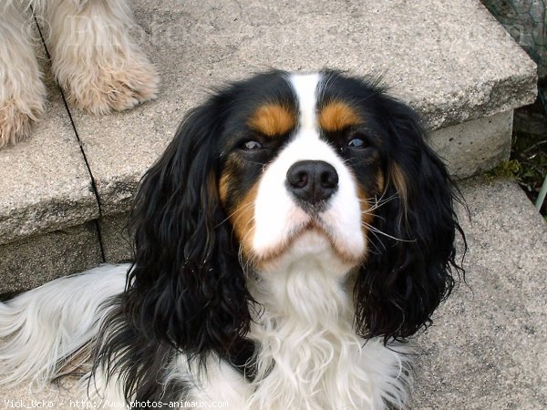 Photo de Cavalier king charles spaniel