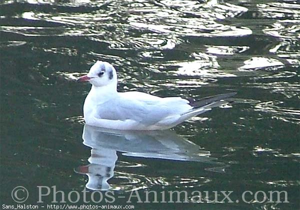 Photo de Mouette