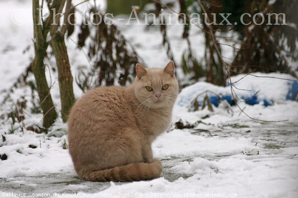 Photo de British shorthair