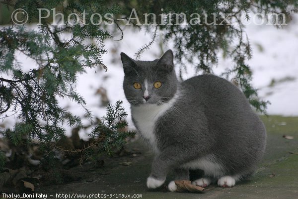 Photo de Croisement