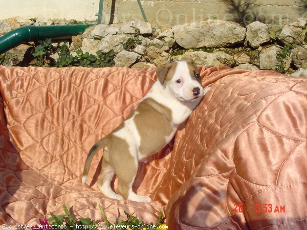 Photo d'American staffordshire terrier