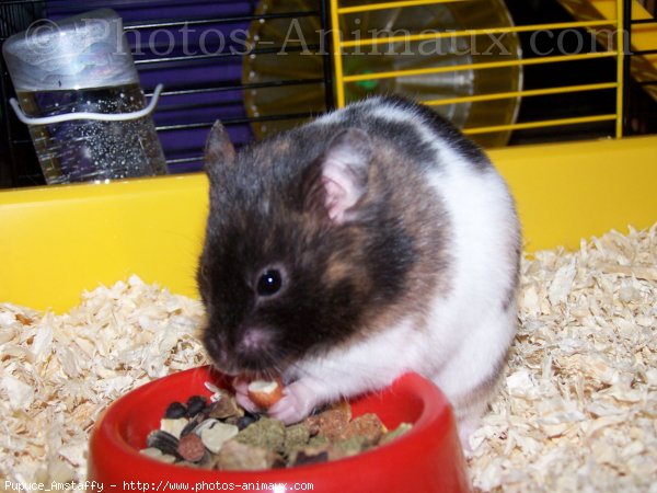 Photo de Hamster