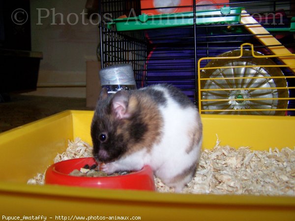 Photo de Hamster