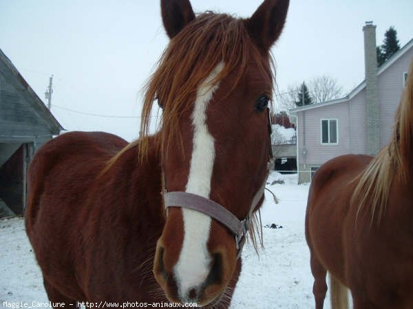 Photo de Quarter horse