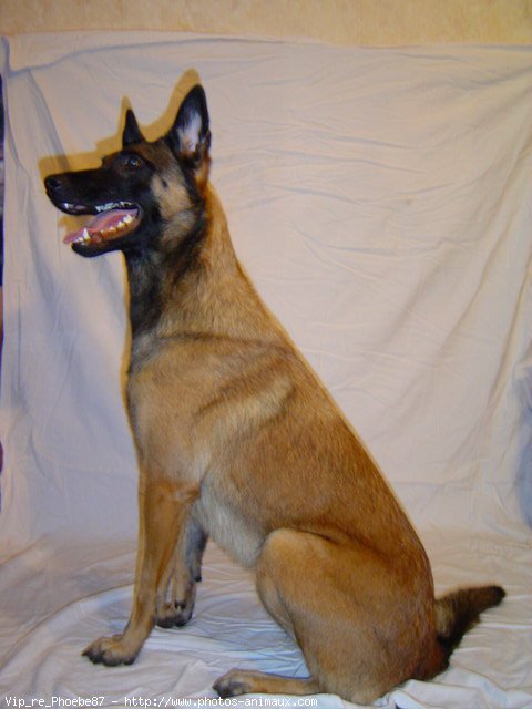 Photo de Berger belge malinois