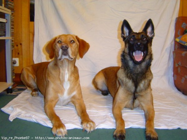 Photo de Berger belge malinois