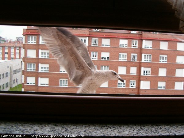 Photo de Mouette