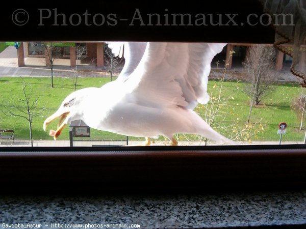 Photo de Mouette