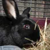 Photo de Lapin