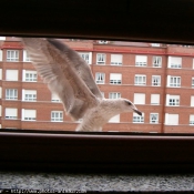 Photo de Mouette