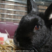 Photo de Lapin