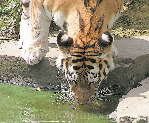 Photo de Tigre