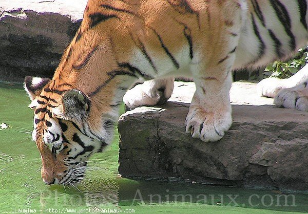 Photo de Tigre