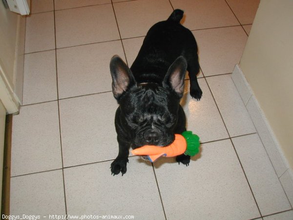 Photo de Bouledogue franais