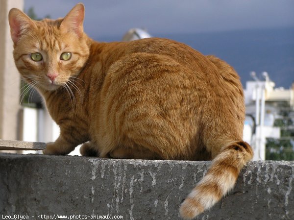 Photo de Chat domestique