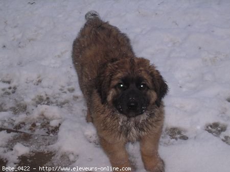 Photo de Leonberg