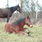 Photo de Races diffrentes