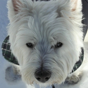 Photo de West highland white terrier