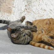 Photo de Chat domestique