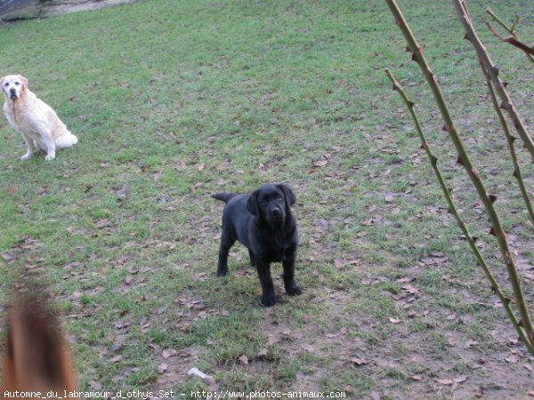 Photo de Labrador retriever