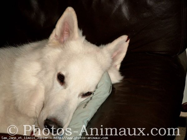 Photo de Berger blanc suisse