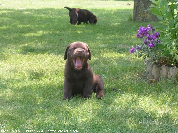 Photo de Labrador retriever