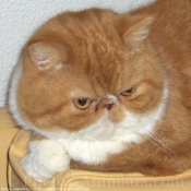 Photo d'Exotic shorthair