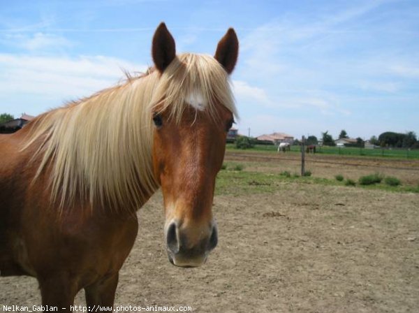 Photo de Haflinger