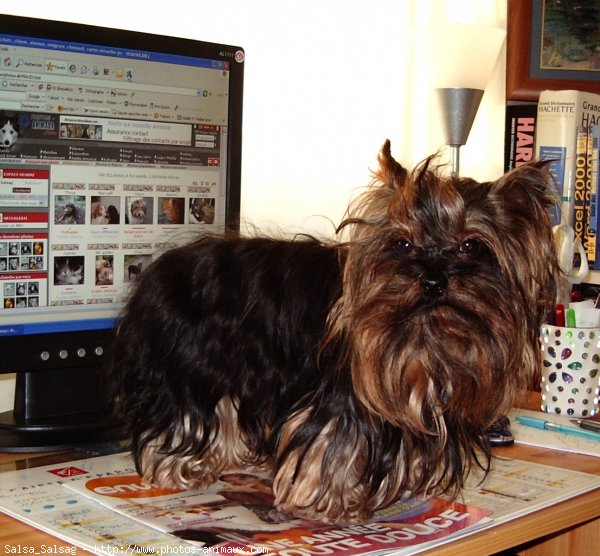 Photo de Yorkshire terrier